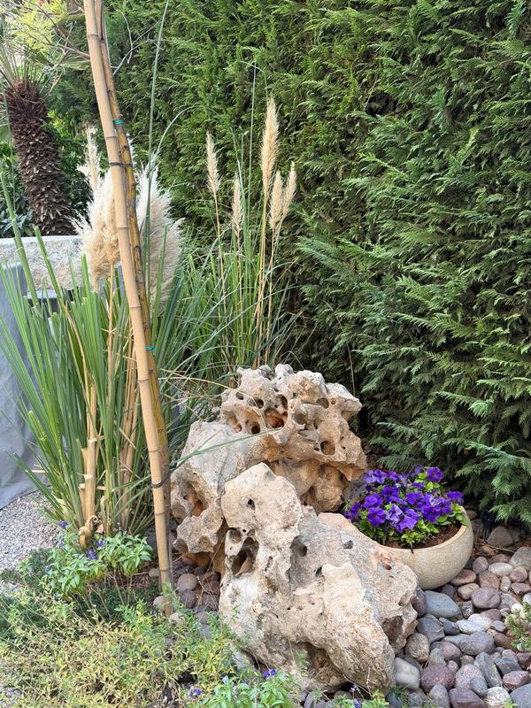 A pitted, weathered rock with pampas grass, bamboo canes, purple pansies and river pebbles against a cypress hedge.